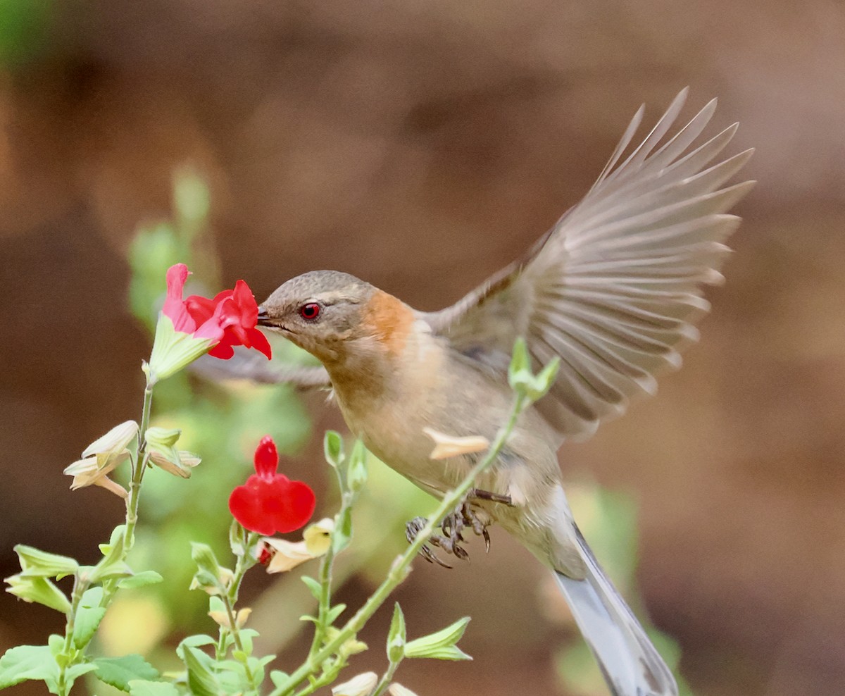 Western Spinebill - Ken Glasson