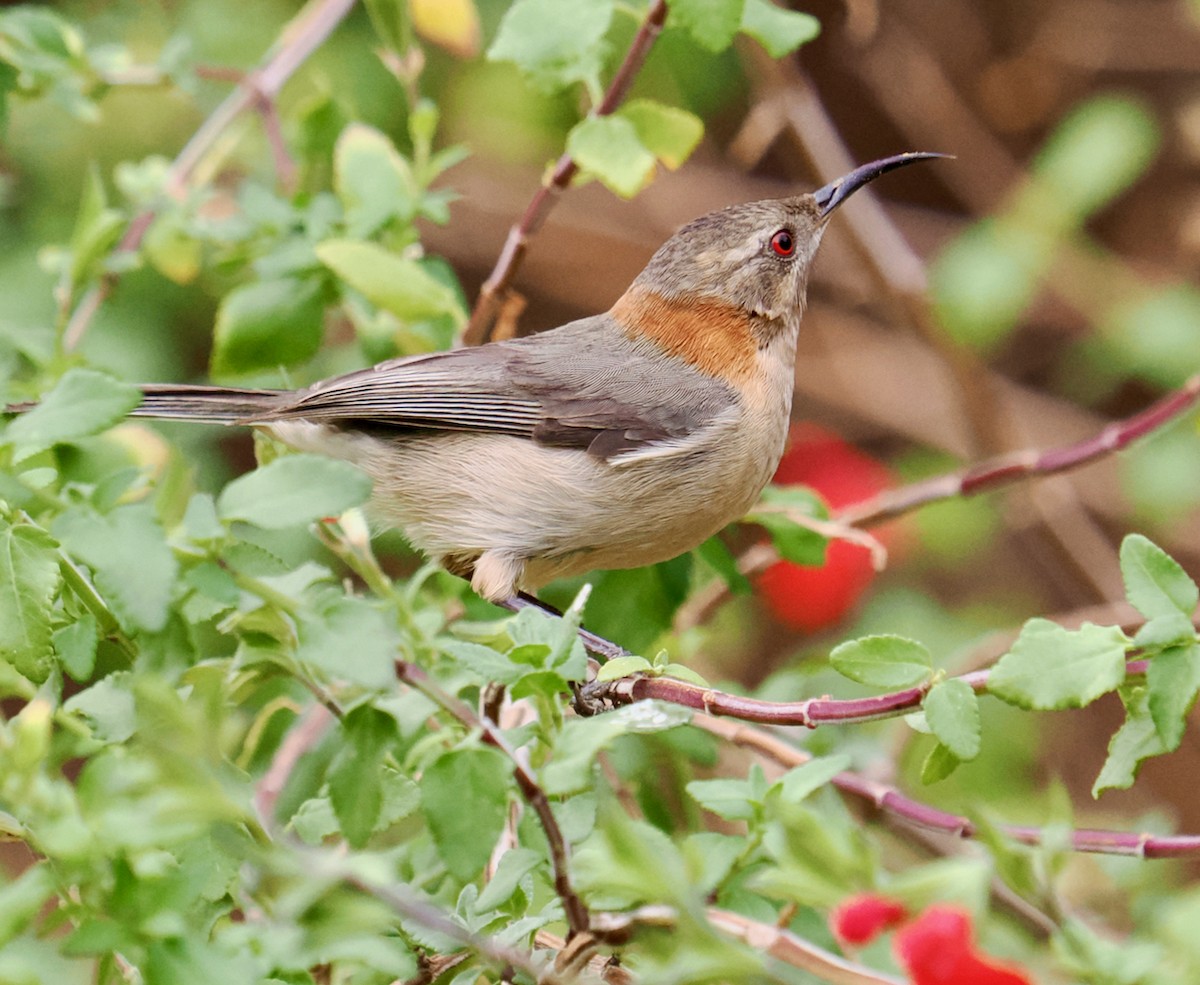 Western Spinebill - Ken Glasson