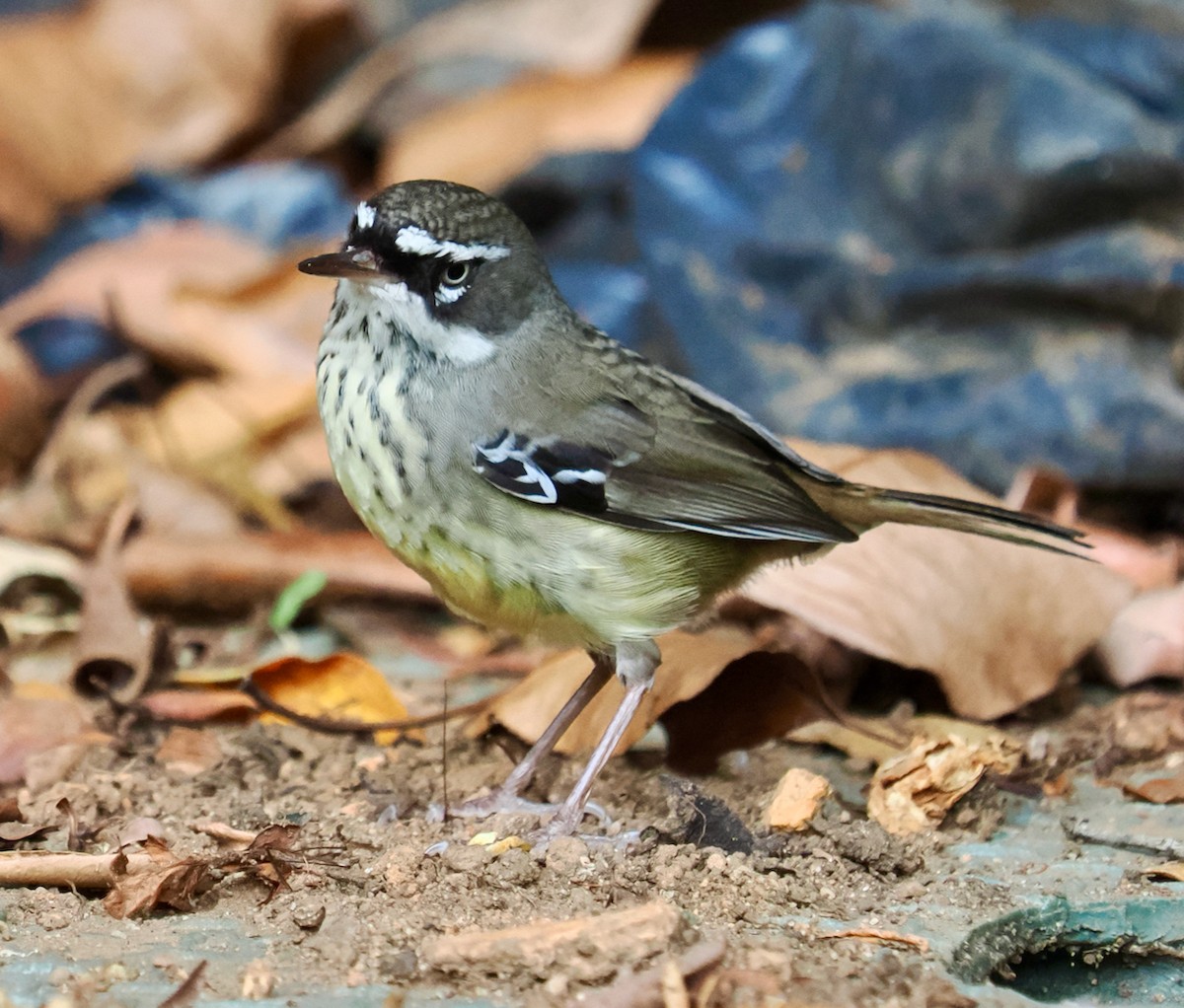 Spotted Scrubwren - ML619342250