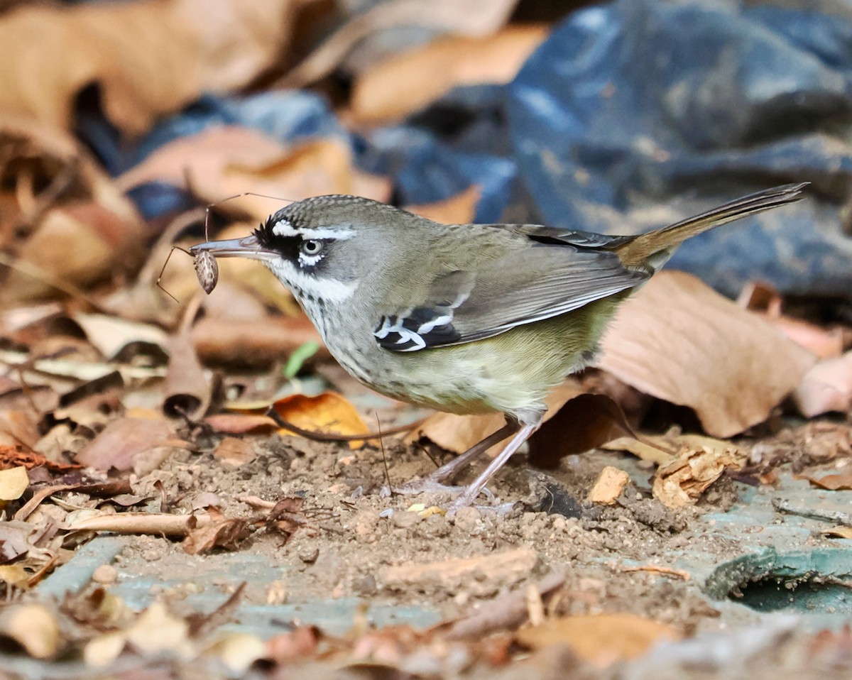 Spotted Scrubwren - Ken Glasson