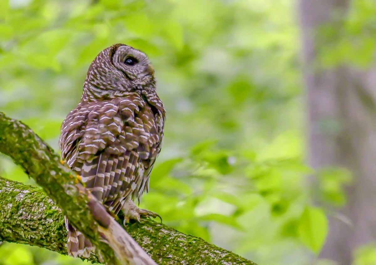 Barred Owl - ML619342253