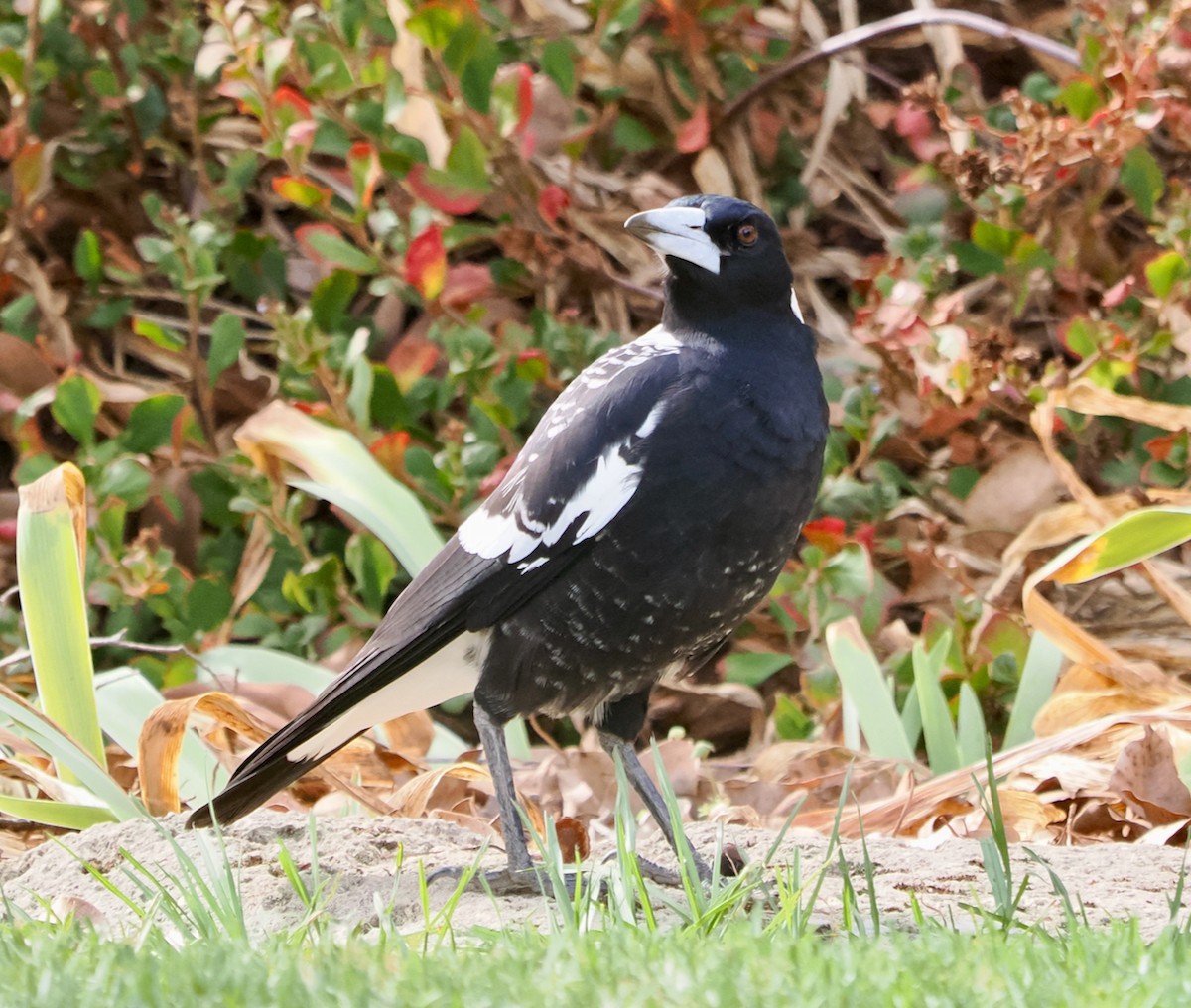 Australian Magpie (Western) - Ken Glasson