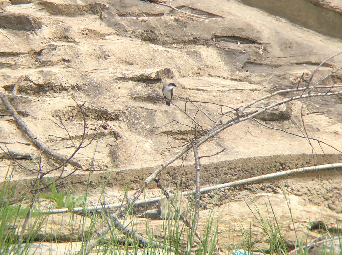 Eastern Kingbird - ML619342288