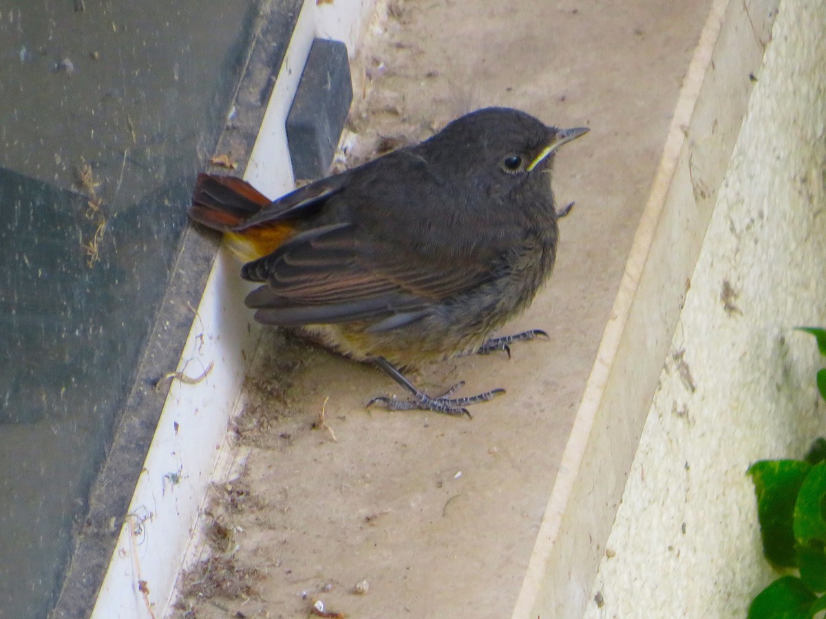 Black Redstart - ML619342307