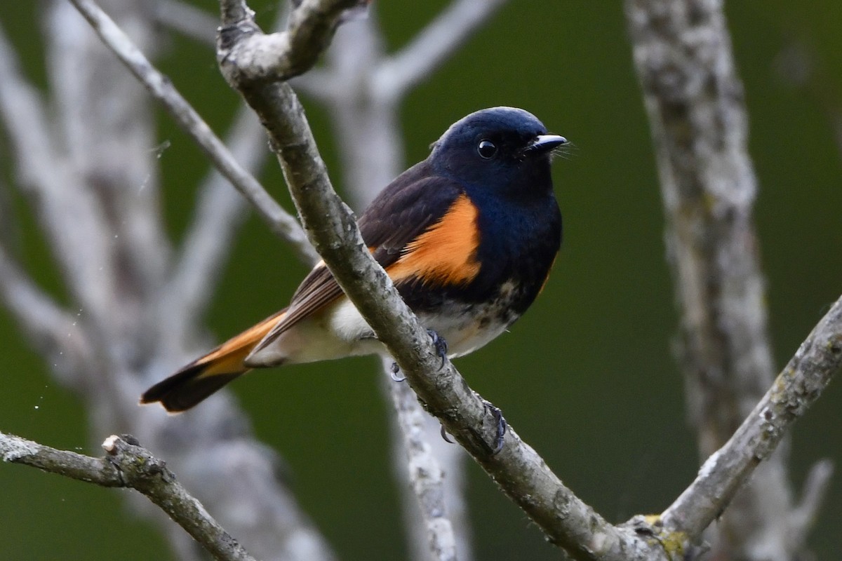 American Redstart - Lauren Wadas