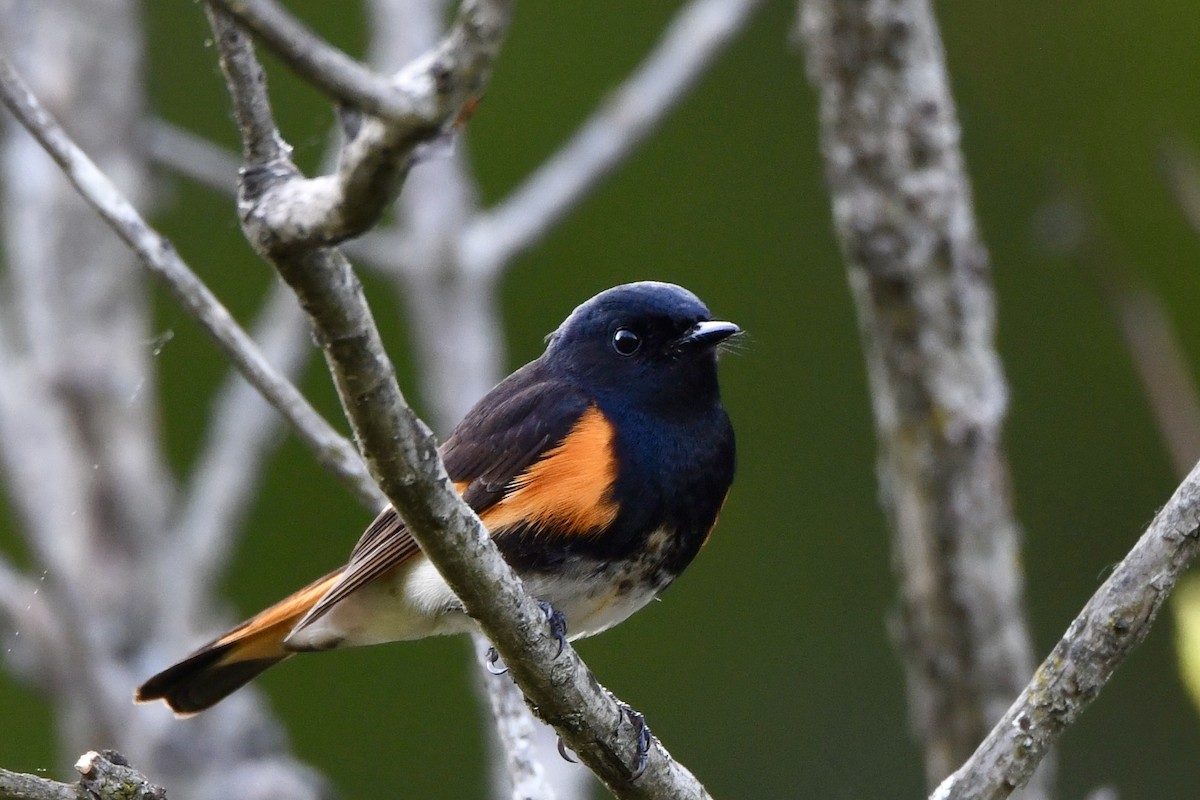 American Redstart - Lauren Wadas