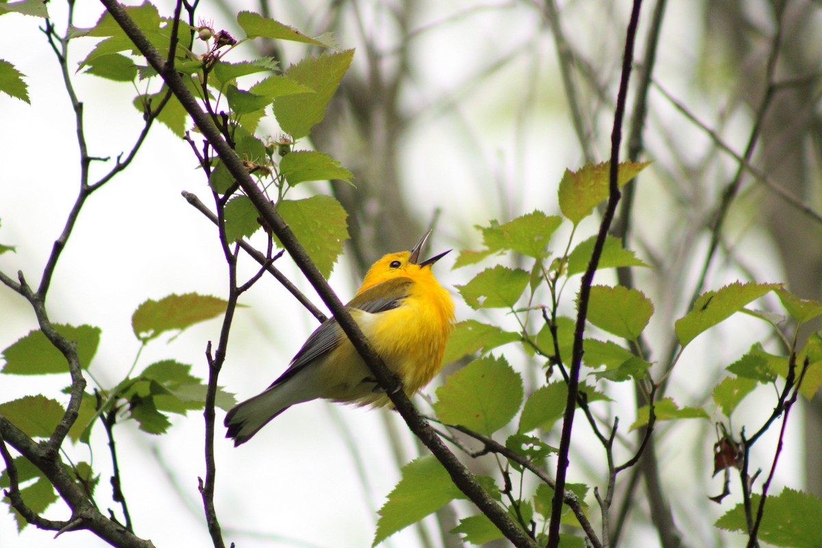 Prothonotary Warbler - Kristian Neely