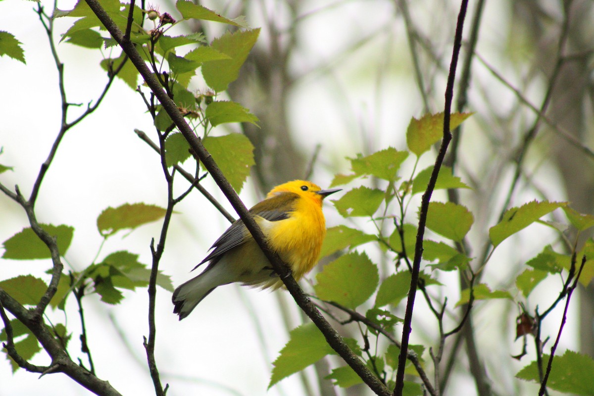 Prothonotary Warbler - Kristian Neely