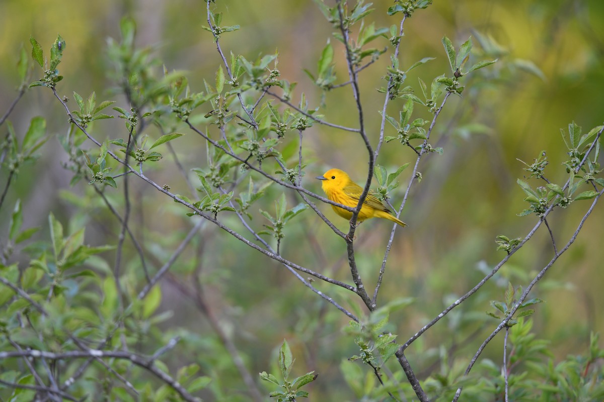 Yellow Warbler - Lauren Wadas