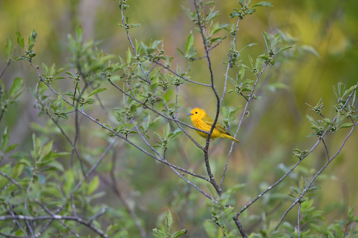 Yellow Warbler - Lauren Wadas