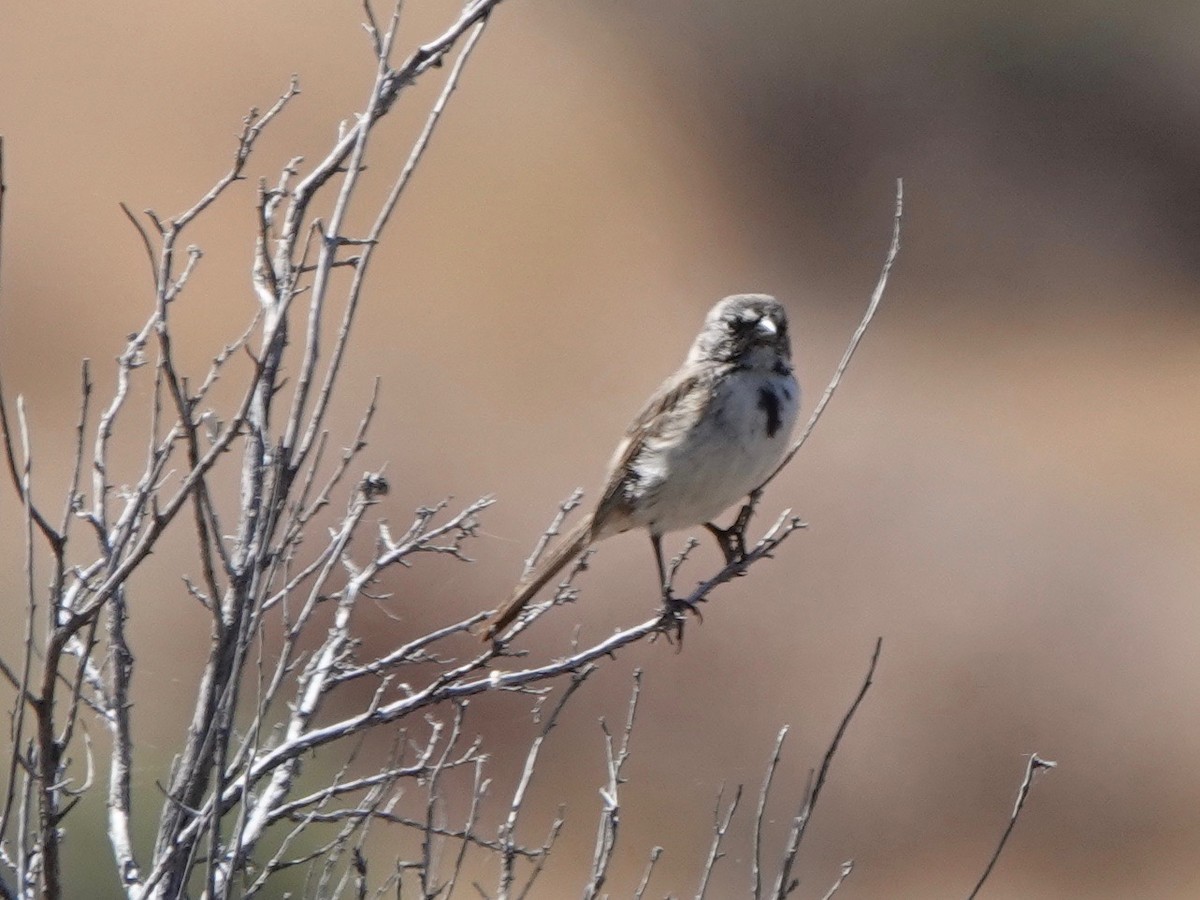 Bell's Sparrow - Mario Borunda