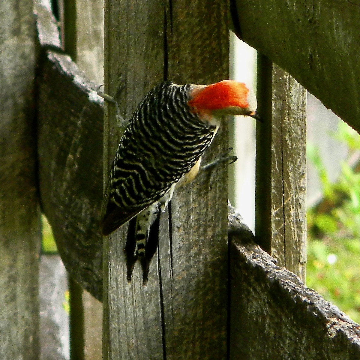 Red-bellied Woodpecker - Bob Peterson