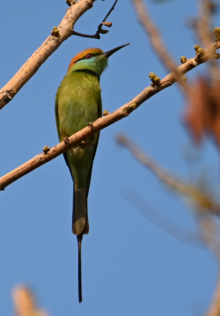 Chestnut-headed Bee-eater - Robert Parker