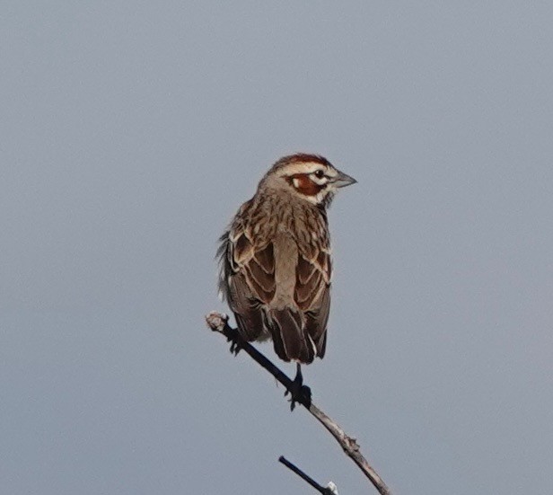 Lark Sparrow - Mario Borunda