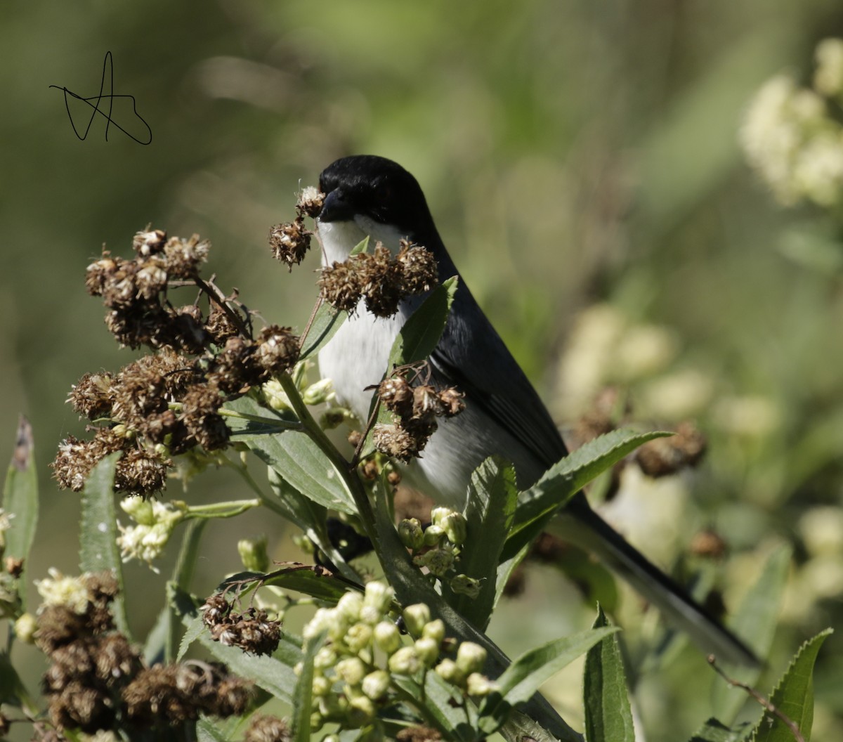 Black-capped Warbling Finch - Susana Godoy Cestau