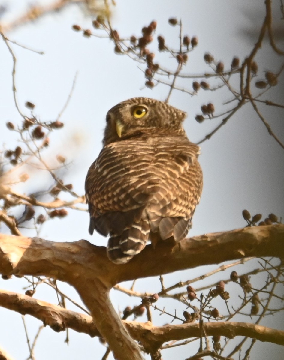 Asian Barred Owlet - Robert Parker