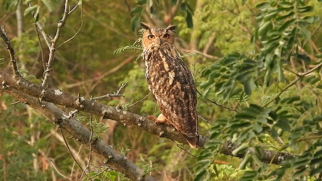 Rock Eagle-Owl - ML619342422
