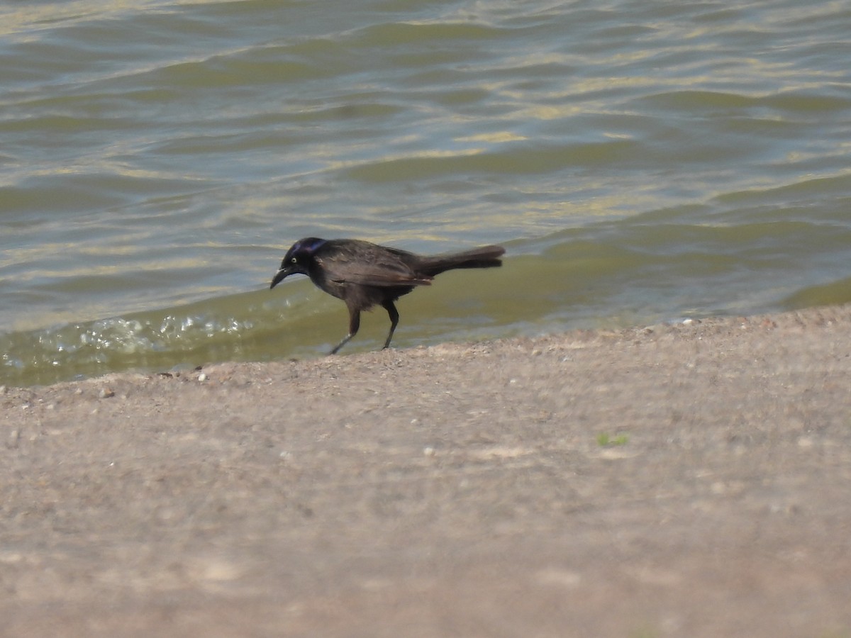 Common Grackle - ML619342463