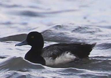 Lesser Scaup - Lisa Rose