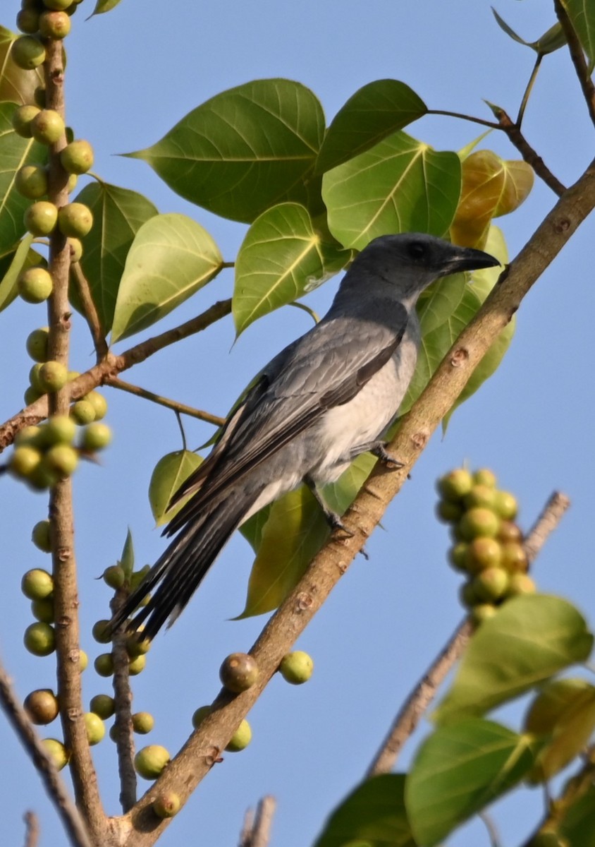 Large Cuckooshrike - Robert Parker