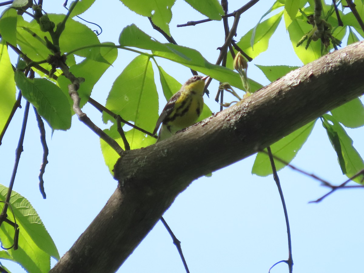 Magnolia Warbler - ML619342487