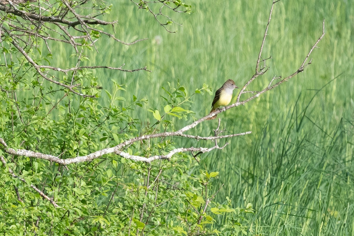 Great Crested Flycatcher - Marcia Hagwood