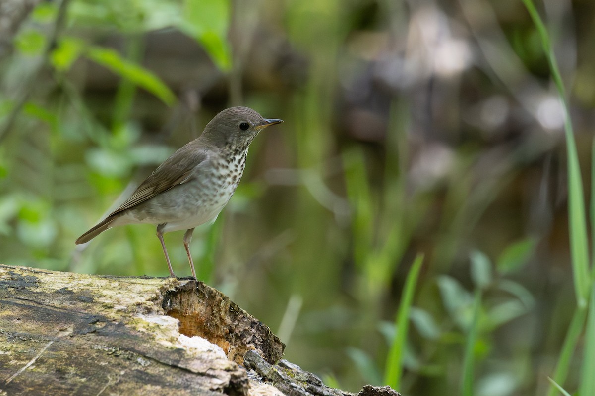 Gray-cheeked Thrush - Rick Cleland