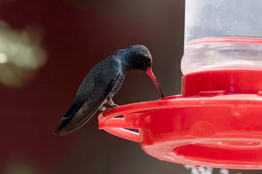 Broad-billed Hummingbird - ML619342498