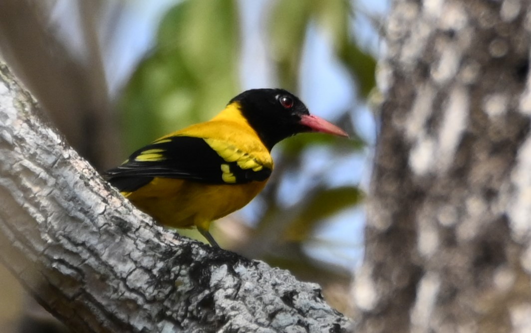 Black-hooded Oriole - Robert Parker