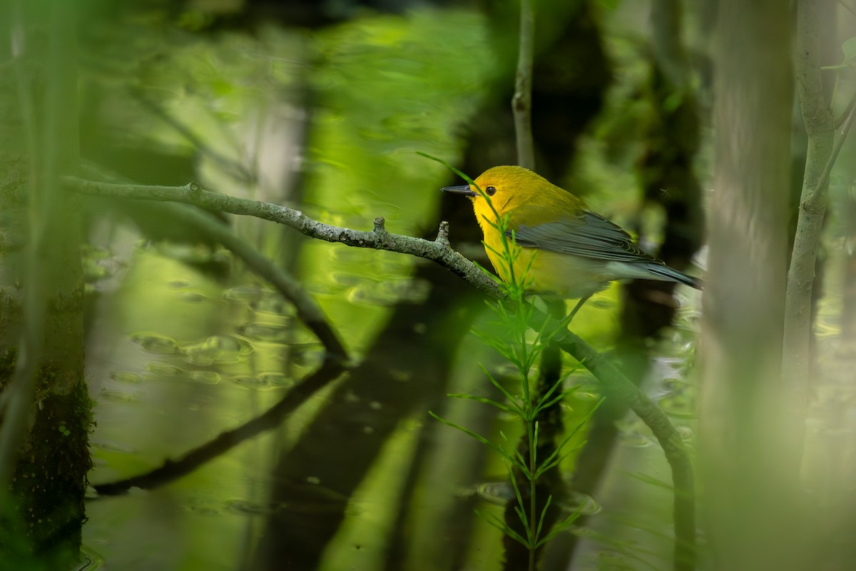 Prothonotary Warbler - Rick Cleland
