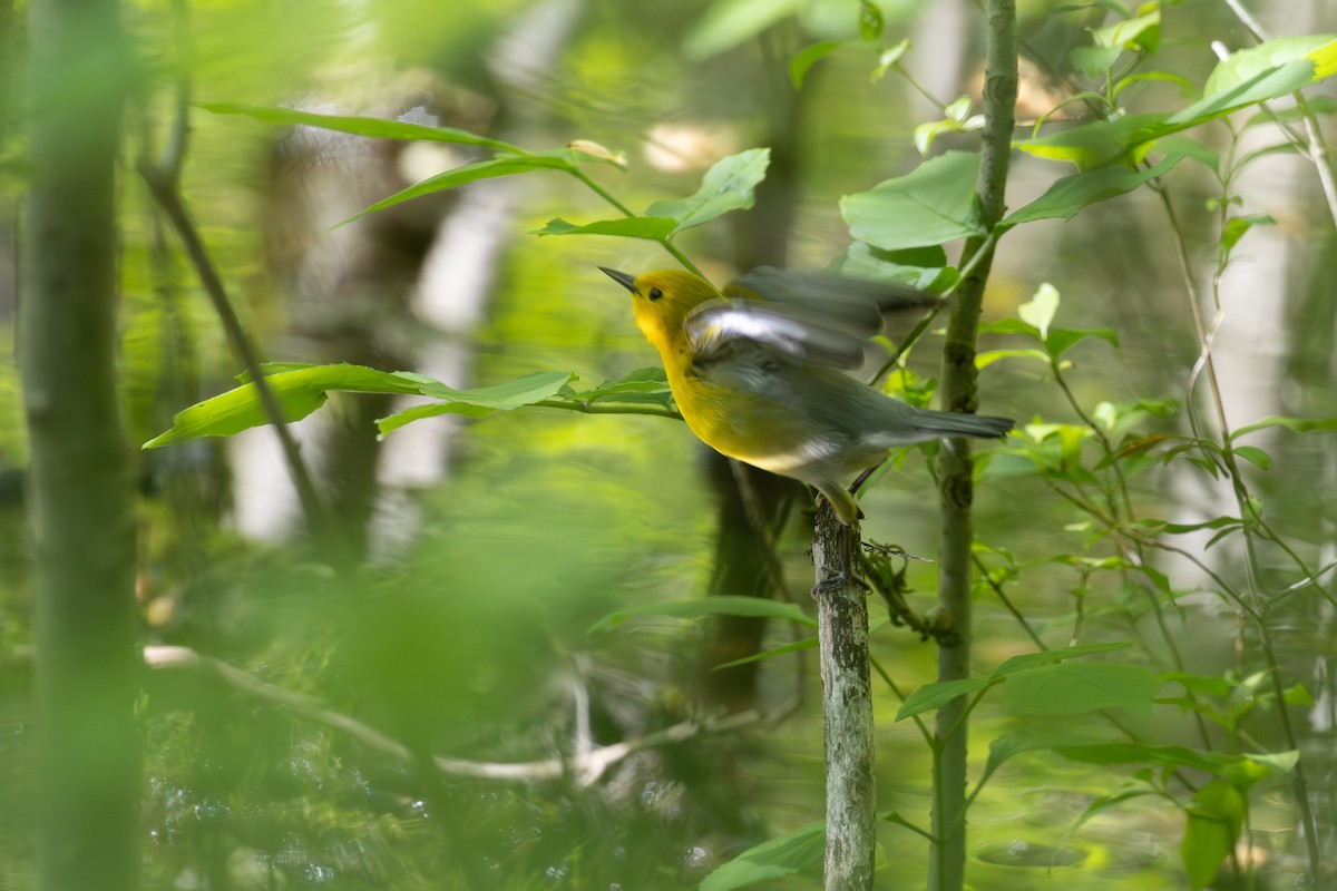 Prothonotary Warbler - Rick Cleland
