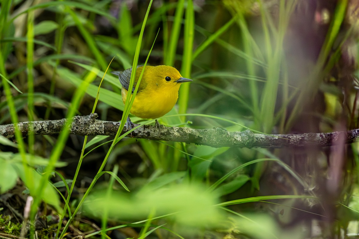 Prothonotary Warbler - Rick Cleland