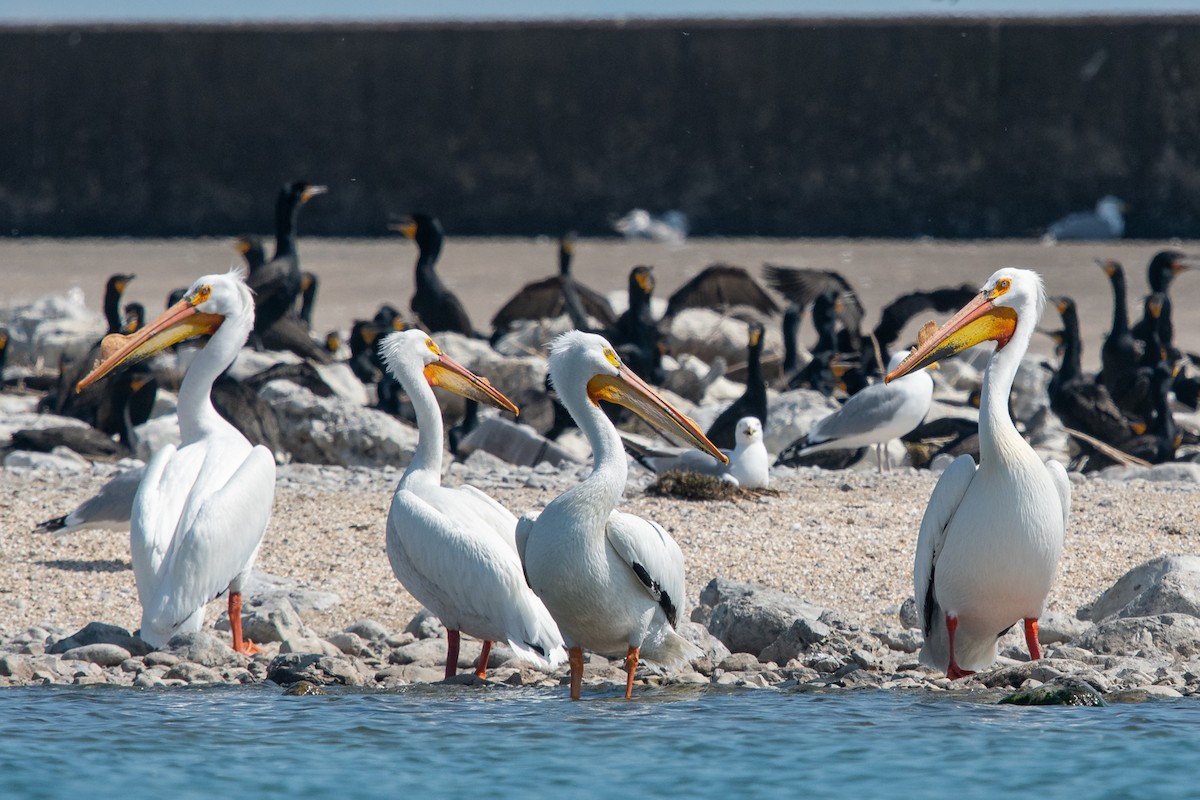 American White Pelican - Ryan Griffiths