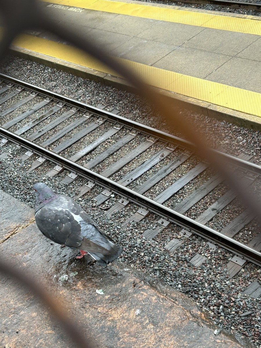 Rock Pigeon (Feral Pigeon) - ML619342542