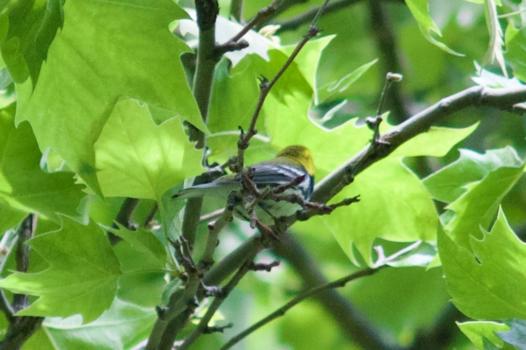 Black-throated Green Warbler - ML619342570
