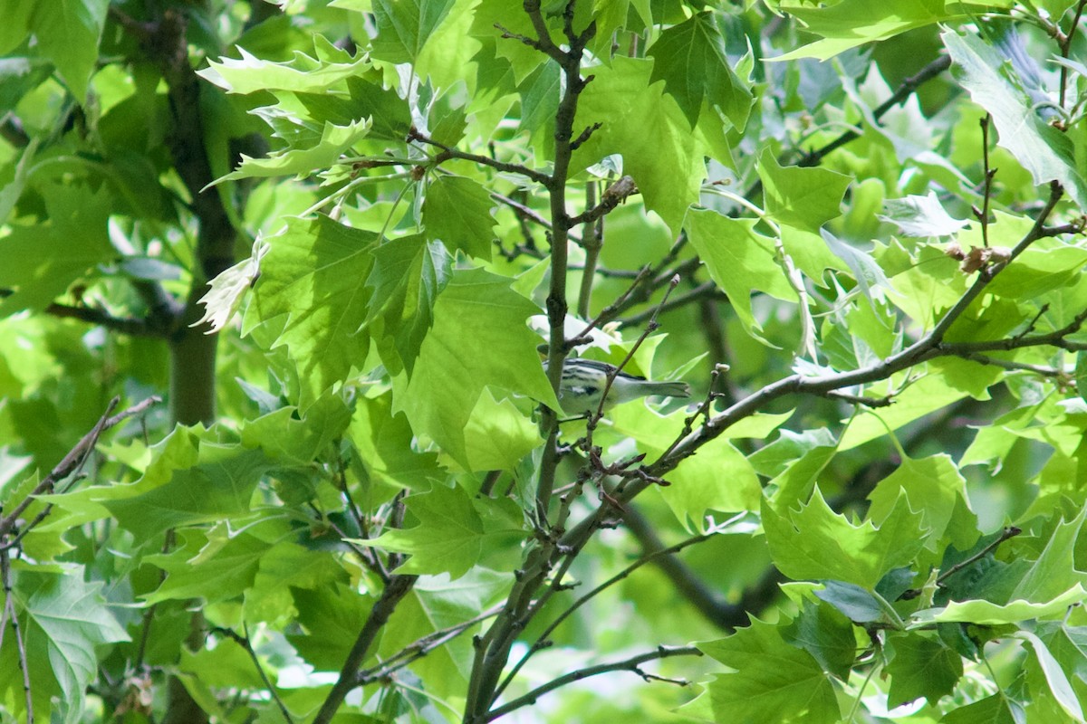 Black-throated Green Warbler - ML619342579