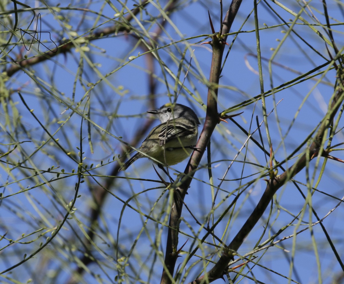 Southern Beardless-Tyrannulet - Susana Godoy Cestau