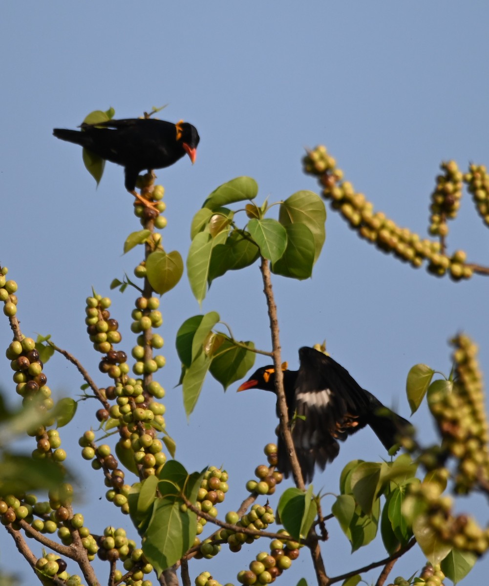 Common Hill Myna - Robert Parker