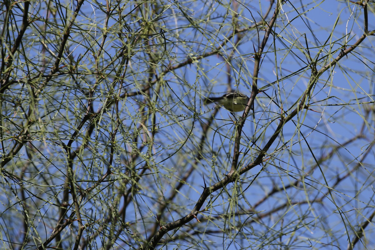 Southern Beardless-Tyrannulet - Susana Godoy Cestau