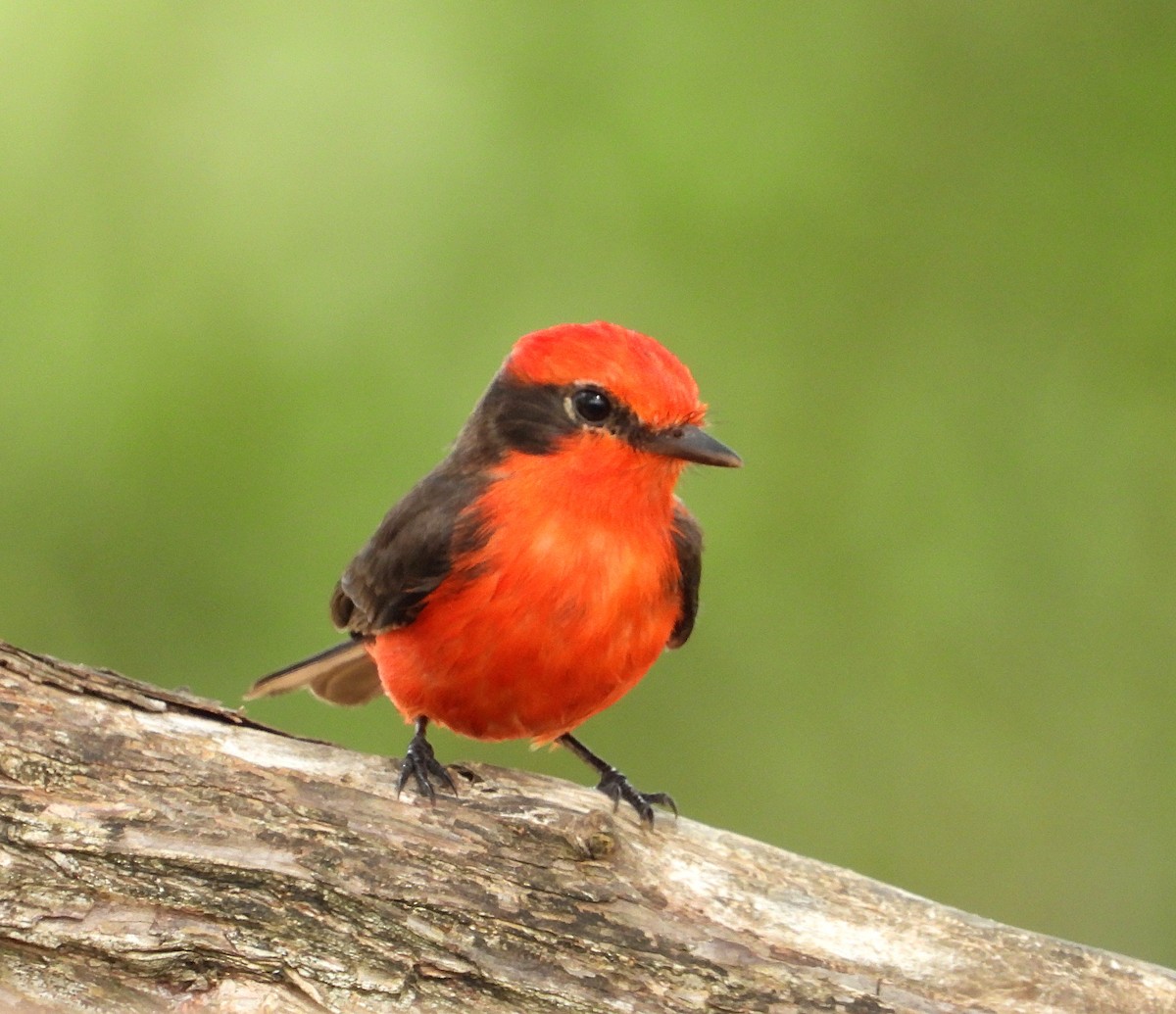 Vermilion Flycatcher - Manuel Pérez R.