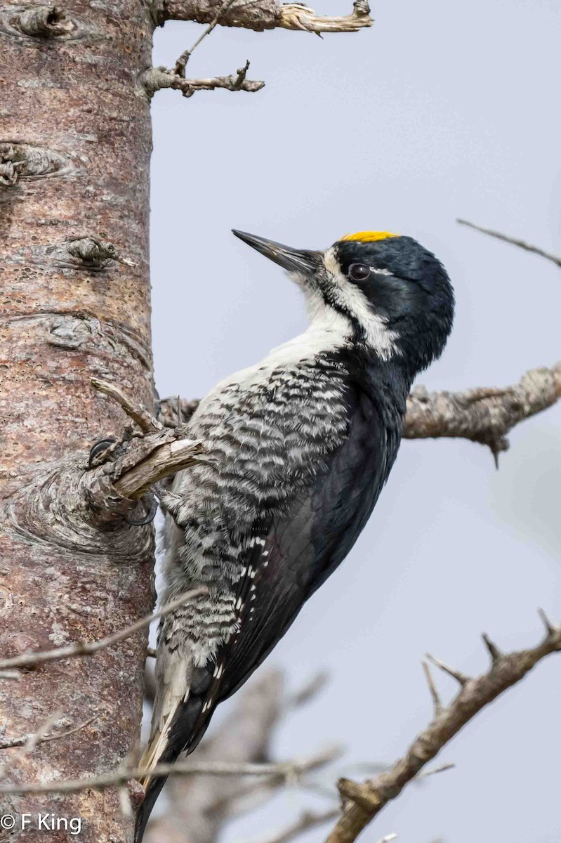 Black-backed Woodpecker - Frank King