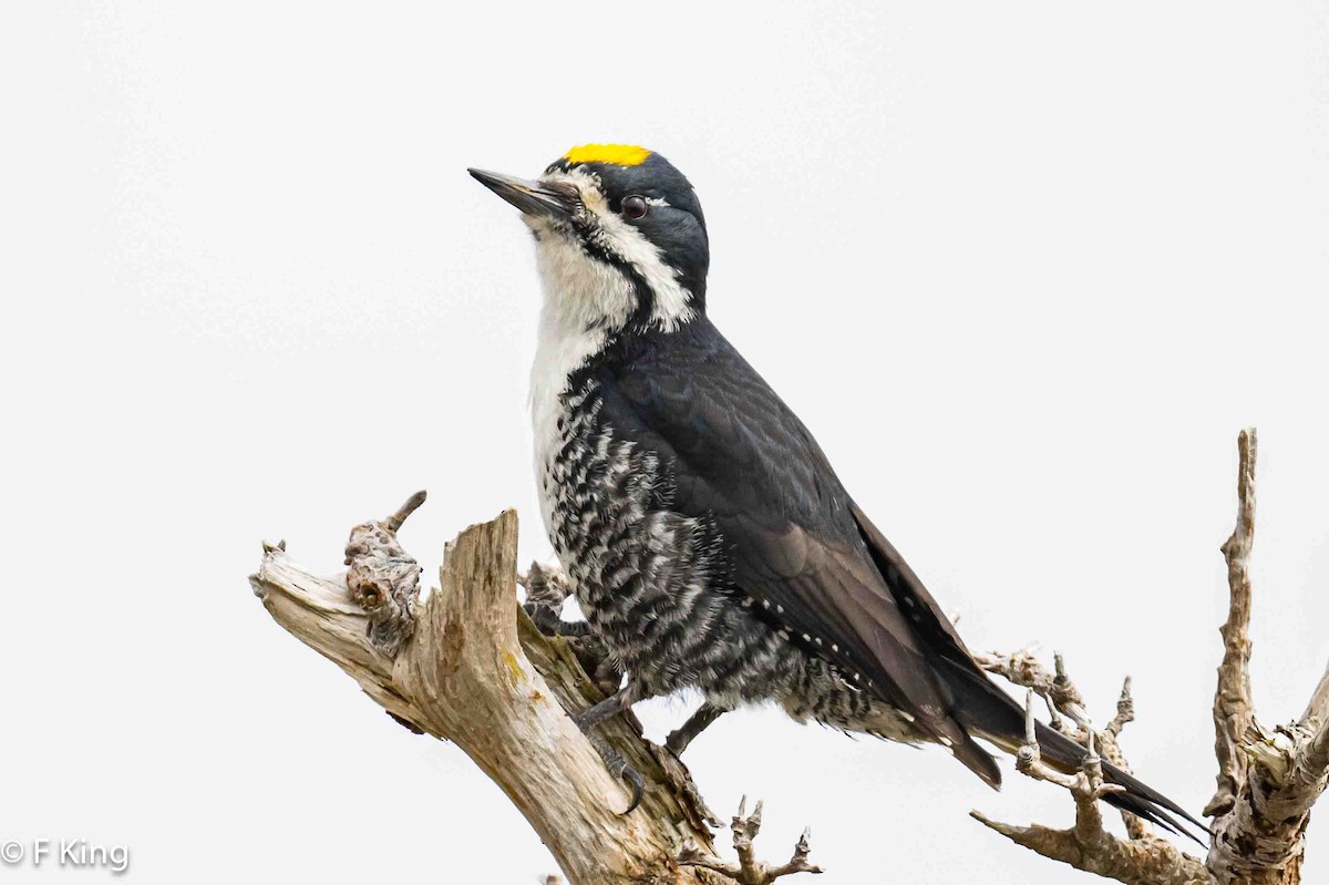 Black-backed Woodpecker - ML619342620