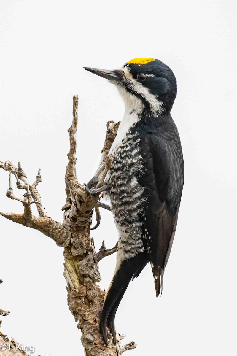 Black-backed Woodpecker - Frank King