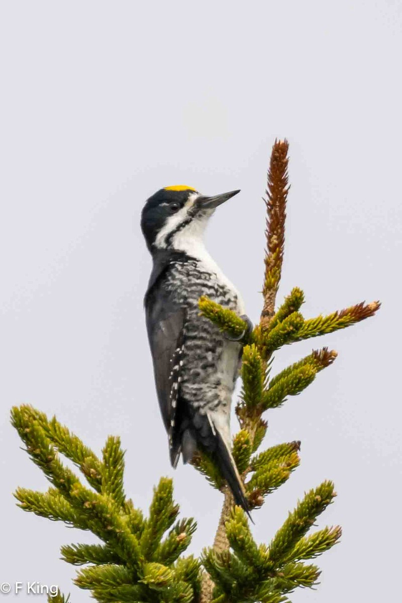 Black-backed Woodpecker - Frank King