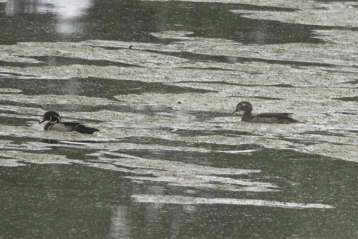 Wood Duck - Jim Tonkinson