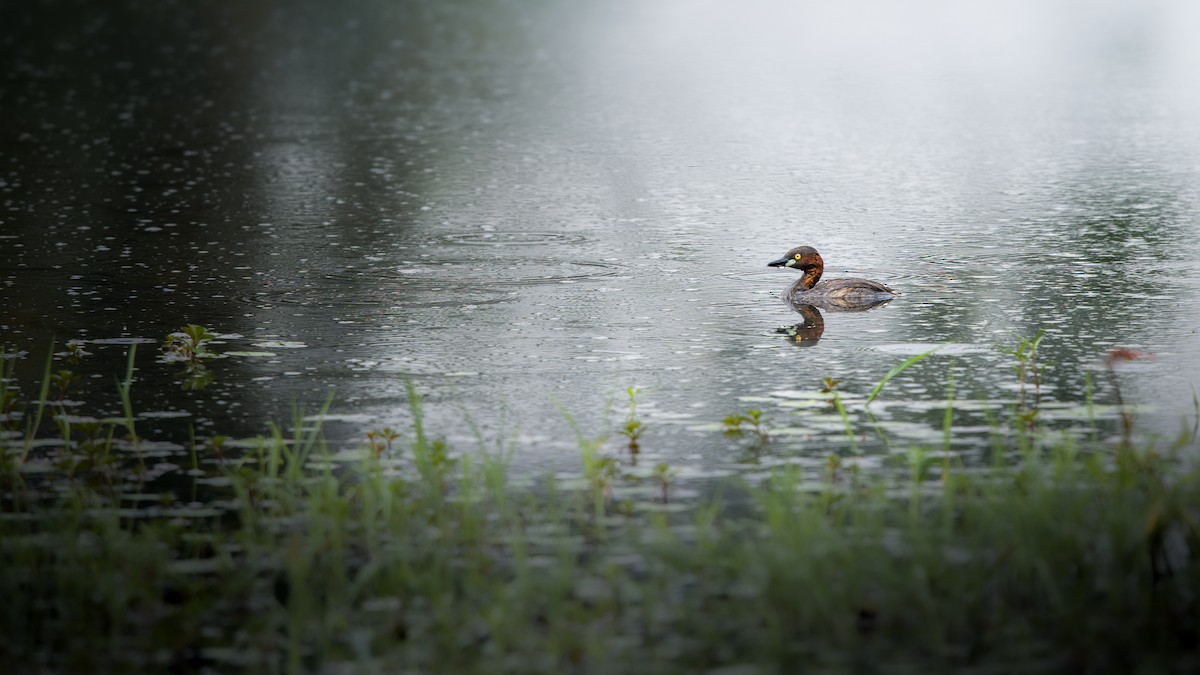 Little Grebe - Rahul Baidya