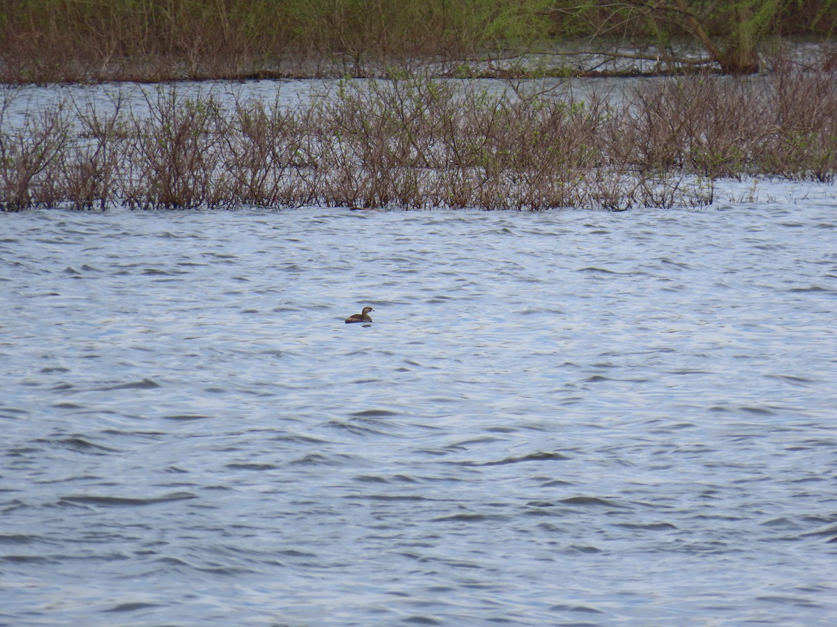 Pied-billed Grebe - Lucas Gentry