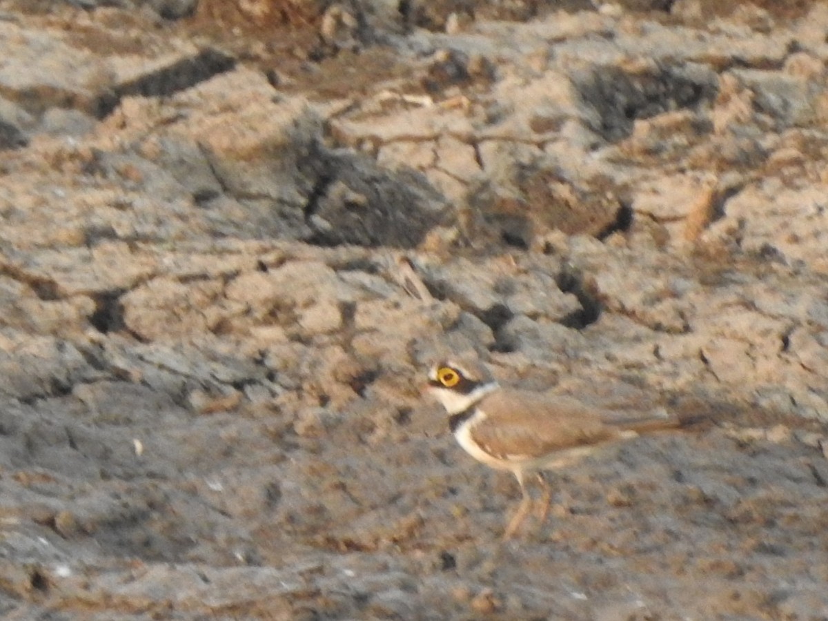 Little Ringed Plover - ML619342677