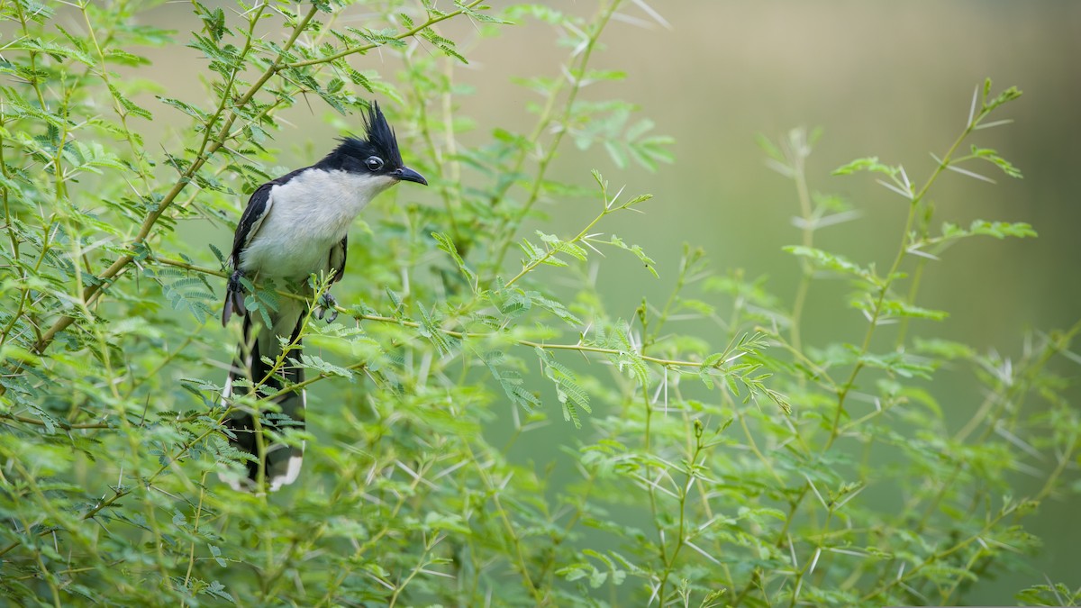 Pied Cuckoo - ML619342678