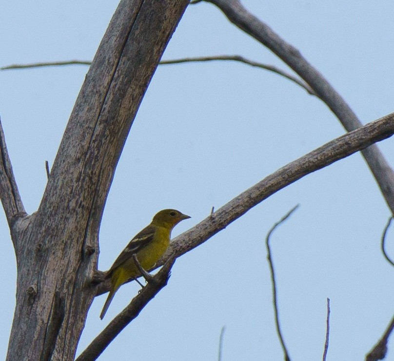 Western Tanager - Robin Trevillian